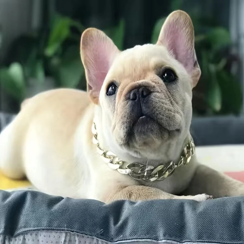 Dog‎ exaggerated necklace